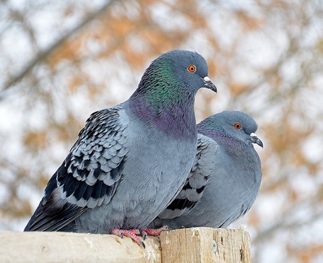 鴿天下-在線拍賣電商平臺